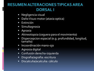  Negligencia visual
 DañoVisuo-motor (ataxia optica)
 Extinción
 Simultagnosia
 Apraxia
 Akineotopsia (ceguera para el movimiento)
 Dispercepcion espacial (e.g. profundidad, longitud,
tamaño)
 Incoordinación mano-ojo
 Agnosia digital
 Confusión derecha-izquierda
 Disgrafia/agrafia: escritura
 Discalculia/acalculia: cálculo
RESUMEN ALTERACIONESTIPICAS AREA
DORSAL I
 