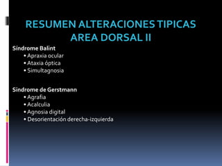 Síndrome Balint
• Apraxia ocular
• Ataxia óptica
• Simultagnosia
Sindrome de Gerstmann
• Agrafia
• Acalculia
• Agnosia digital
• Desorientación derecha-izquierda
RESUMEN ALTERACIONESTIPICAS
AREA DORSAL II
 