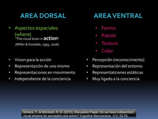 AREAVENTRAL
• Forma
• Patrón
• Textura
• Color
• Percepción (reconocimiento)
• Representación del entorno
• Representatciones estáticas
• Muy ligado a la conciencia
Schenk, T., & Mcintosh, R. D. (2010). Discussion Paper: Do we have independent
visual streams for perception and action? Cognitive Neurosciene, 1(1), 52-78.
• Aspectos espaciales
(where)
AREA DORSAL
“The visual brain in action”
(Miller & Goodale, 1995, 2006)
• Vision para la acción
• Representación de uno mismo
• Representaciones en movimiento
• Independiente de la conciencia
 