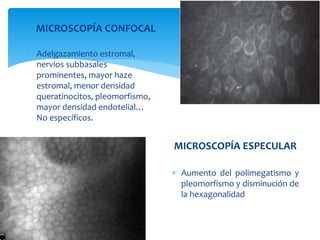 MICROSCOPÍA CONFOCAL
 Adelgazamiento estromal,
nervios subbasales
prominentes, mayor haze
estromal, menor densidad
queratinocitos, pleomorfismo,
mayor densidad endotelial…
No específicos.
MICROSCOPÍA ESPECULAR
 Aumento del polimegatismo y
pleomorfismo y disminución de
la hexagonalidad
 