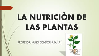 LA NUTRICIÒN DE
LAS PLANTAS
PROFESOR: HUGO CONDORI ARANA
 