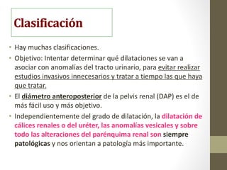 Clasificación de dilataciones
antenatales
• Las dilataciones leves son las más frecuentes,
 Suelen ser transitorias y/o f...