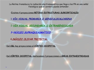 La Retina transducce la radiación electromagnética que llega a los FR en una señal
                      fisiológica que el cerebro pueda entender.

    -Existen 4 proyecciones RETINA-ESTRUCTURAS SUBCORTICALES:


    1-VÍA VISUAL PRIMARIA O GENICULOCALCARINA

    2-VÍA VISUAL SECUNDARIA O EXTRAGENICULADA

    3-NÚCLEO SUPRAQUIASMÁTICO

    4-NÚCLEO OLIVAR PRETECTAL.

-Del CGL hay proyecciones al CÓRTEX OCCIPITAL



-Del CÓRTEX OCCIPITAL destacamos 2 proyecciones a ÁREAS EXTRAESTRIADAS
 