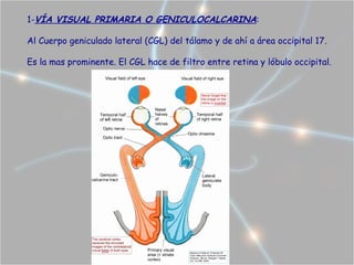 1-VÍA VISUAL PRIMARIA O GENICULOCALCARINA:

Al Cuerpo geniculado lateral (CGL) del tálamo y de ahí a área occipital 17.

Es la mas prominente. El CGL hace de filtro entre retina y lóbulo occipital.
 