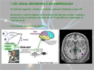 2-VÍA VISUAL SECUNDARIA O EXTRAGENICULADA:

Al Colículo superior ,núcleo vestibular, pulvinar (talamo) y area V5.

Iniciación y control básico de la orientación del mov ocular, cabeza y
cuerpo hacia un estimulo saliente en el CV periférico y mantener la
fijación en él.

Funcionante desde el nacimiento.
 