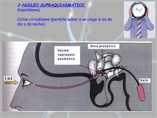 3-NÚCLEO SUPRAQUIASMÁTICO
(hipotálamo)

Ciclos circadianos (permite saber a un ciego si es de
día o de noche).
 