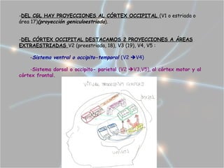 -DEL CGL HAY PROYECCIONES AL CÓRTEX OCCIPITAL (V1 o estriada o
área 17)(proyección geniculoestriada).


-DEL CÓRTEX OCCIPITAL DESTACAMOS 2 PROYECCIONES A ÁREAS
EXTRAESTRIADAS V2 (preestriada, 18), V3 (19), V4, V5 :

    -Sistema ventral o occipito-temporal (V2 V4)

    -Sistema dorsal o occipito- parietal (V2 V3,V5), al córtex motor y al
córtex frontal.
 