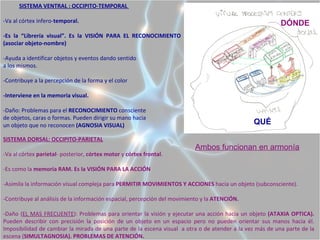 SISTEMA VENTRAL : OCCIPITO-TEMPORAL

-Va al córtex infero-temporal.                                                                            DÓNDE
-Es la “Librería visual”. Es la VISIÓN PARA EL RECONOCIMIENTO
(asociar objeto-nombre)

-Ayuda a identificar objetos y eventos dando sentido
a los mismos.

-Contribuye a la percepción de la forma y el color

-Interviene en la memoria visual.

-Daño: Problemas para el RECONOCIMIENTO consciente
de objetos, caras o formas. Pueden dirigir su mano hacia
un objeto que no reconocen (AGNOSIA VISUAL)                                                    QUÉ

SISTEMA DORSAL: OCCIPITO-PARIETAL
                                                                           Ambos funcionan en armonía
-Va al córtex parietal- posterior, córtex motor y córtex frontal.

-Es como la memoria RAM. Es la VISIÓN PARA LA ACCIÓN

-Asimila la información visual compleja para PERMITIR MOVIMIENTOS Y ACCIONES hacia un objeto (subconsciente).

-Contribuye al análisis de la información espacial, percepción del movimiento y la ATENCIÓN.

-Daño (EL MAS FRECUENTE): Problemas para orientar la visión y ejecutar una acción hacia un objeto (ATAXIA OPTICA).
Pueden describir con precisión la posición de un objeto en un espacio pero no pueden orientar sus manos hacia él.
Imposibilidad de cambiar la mirada de una parte de la escena visual a otra o de atender a la vez más de una parte de la
escena (SIMULTAGNOSIA). PROBLEMAS DE ATENCIÓN.
 