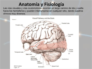Anatomía y Fisiología
Las vías visuales y vías oculomotoras recorren un largo camino de ida y vuelta
hacia los hemisferios y pueden interrumpirse en cualquier sitio, dando cuadros
clínicos muy diversos.
 