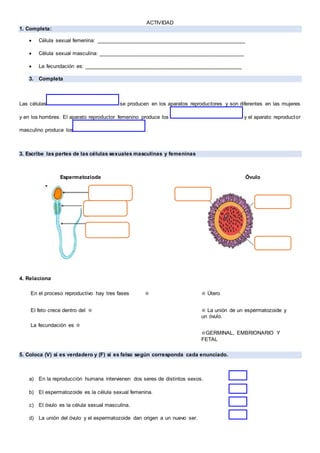 ACTIVIDAD
1. Completa:
 Célula sexual femenina: __________________________________________________
 Célula sexual masculina: _________________________________________________
 La fecundación es: _____________________________________________________
3. Completa
Las células se producen en los aparatos reproductores y son diferentes en las mujeres
y en los hombres. El aparato reproductor femenino produce los y el aparato reproductor
masculino produce los .
3. Escribe las partes de las células sexuales masculinas y femeninas
Espermatoziode Óvulo
4. Relaciona
En el proceso reproductivo hay tres fases ☆
El feto crece dentro del ☆
La fecundación es ☆
☆ Útero
☆ La unión de un espermatozoide y
un óvulo.
☆GERMINAL, EMBRIONARIO Y
FETAL
5. Coloca (V) si es verdadero y (F) si es falso según corresponda cada enunciado.
a) En la reproducción humana intervienen dos seres de distintos sexos.
b) El espermatozoide es la célula sexual femenina.
c) El óvulo es la célula sexual masculina.
d) La unión del óvulo y el espermatozoide dan origen a un nuevo ser.
 