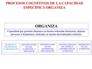 ORGANIZA
Capacidad que permite disponer en forma ordenada elementos, objetos,
procesos o fenómenos, teniendo en cuenta determinados criterios.
BÚSQUEDA Y
RECEPCIÓN DE
LA INFORMACIÓN
IDENTIFICACIÓN
DE LOS
ELEMENTOS A
ORGANIZAR
DETERMINACIÓN
DE LOS
CRITERIOS DE
ORGANIZACIÓN
ESTABLECIMIENTO
DEL ORDEN O
DISTRIBUCIÓN DE
ELEMENTOS
DISPOSICIÓN
DE LOS
ELEMENTOS
PROCESOS COGNITIVOS DE LA CAPACIDAD
ESPECÍFICA ORGANIZA
 