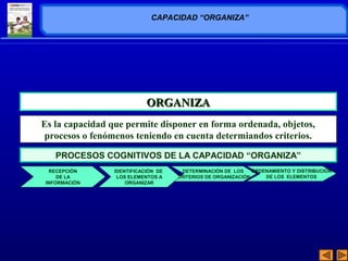 CAPACIDAD “ORGANIZA” 
OORRGGAANNIIZZAA 
Es la capacidad que permite disponer en forma ordenada, objetos, 
procesos o fenómenos teniendo en cuenta determiandos criterios. 
PROCESOS COGNITIVOS DE LA CAPACIDAD “ORGANIZA” 
DETERMINACIÓN DE LOS 
CRITERIOS DE ORGANIZACIÓN 
ORDENAMIENTO Y DISTRIBUCIÓN 
DE LOS ELEMENTOS 
IDENTIFICACIÒN DE 
LOS ELEMENTOS A 
ORGANIZAR 
RECEPCIÓN 
DE LA 
INFORMACIÓN 
 