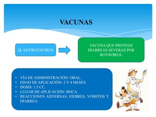  ANTIROTAVIRUS
VACUNA QUE PROTEGE
DIARREAS SEVERAS POR
ROTAVIRUS.
• VÍA DE ADMINISTRACIÓN: ORAL.
• EDAD DE APLICACIÓN: 2 Y 4 MESES.
• DOSIS: 1.5 CC.
• LUGAR DE APLICACIÓN: BOCA.
• REACCIONES ADVERSAS: FIEBRES, VOMITOS Y
DIARREA
 