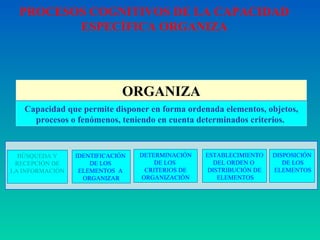ORGANIZA Capacidad que permite  disponer en forma ordenada elementos, objetos, procesos o fenómenos, teniendo en cuenta determinados criterios.  BÚSQUEDA Y RECEPCIÓN DE LA INFORMACIÓN IDENTIFICACIÓN  DE LOS  ELEMENTOS  A  ORGANIZAR DETERMINACIÓN DE LOS  CRITERIOS DE ORGANIZACIÓN ESTABLECIMIENTO DEL ORDEN O  DISTRIBUCIÓN DE ELEMENTOS DISPOSICIÓN DE LOS ELEMENTOS PROCESOS COGNITIVOS DE LA CAPACIDAD ESPECÍFICA ORGANIZA 