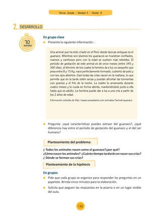 ¿ Todos los animales nacen como el guanaco?¿por qué?
¿Cómo nacen los animales? ¿Cuánto tiempo tardarán en nacer sus crías?
¿ Dónde se forman sus crías?
En grupo clase
	 Presenta la siguiente información :
	 Pregunta: ¿qué características puedes extraer del guanaco?, ¿qué
diferencia hay entre el período de gestación del guanaco y el del ser
humano?
70
minutos
DESARROLLO
2.
Planteamiento del problema:
En grupos
	 Pide que cada grupo se organice para responder las preguntas en un
papelote. Brinda cinco minutos para la elaboración.
	 Solicita que peguen las respuestas en la pizarra o en un lugar visible
del aula.
Planteamiento de la hipótesis
Una animal que ha sido criado en el Perú desde épocas antiguas es el
guanaco. Mientras son jóvenes los guanacos se muestran confiados,
mansos y cariñosos pero con la edad se vuelven más rebeldes. El
período de gestación de este animal es de once meses (entre 345 y
360 días), al término de los cuales la hembra da a luz un pequeño que
pesa entre 8 y 15 Kg, nace perfectamente formado, cubierto de pelo y
con los ojos abiertos. Casi todas las crías nacen en la mañana, lo que
permite que en la tarde estén secas y puedan afrontar las tormentas
con granizo y el frío de la noche. La madre lo amamanta durante
cuatro meses y lo cuida en forma atenta, manteniéndolo junto a ella
hasta que es adulto. La hembra puede dar a luz a una cría a partir de
los 2 años de edad.
Información extraída de http://www.zoowebplus.com animales/?animal=guanaco
Tercer Grado - Unidad 5 - Sesión 15
132
Z_U5_INTEGRADOS_3er grado26-06_Pg21-238.indd 132 6/07/15 17:15
 