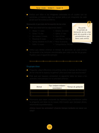 Evalúa con ellos si las imágenes colocadas en el cuadro son las
correctas, si hubiera algo que ajustar pide a un integrante de cada
grupo que las vuelva a ordenar.
Revisando el período de formación de las crías
	 Pide que observen los siguientes datos :
	
	 •	 Alpaca: 11 meses  	 	 	   •	 Elefante: 22 meses
	
	 •	 Cerdo: 115 días		 	 	   •	 Gallina: 21 días  
	
	 •	 Ser humano: 9 meses	 	   •	 Gato: 63 días
	
	 •	 Anaconda: 6 meses	 	 	   •	 Lobo Marino: 350 días
	
	 •	 Conejo: alrededor de 25 días   •	 Perro: 9 semanas
	
	 •	 Delfín: 10 meses 	 	 	   •	 Tortuga Marina: 250 días
En grupo clase
	 Pregunta: ¿Qué diferencia encuentras entre el tiempo de formación
de las crías de la alpaca y la gallina? ¿Por qué crees que ocurra esto?
	 Pide que por equipos completen la siguiente tabla en base a los
animales mencionados en la actividad anterior.
	 Indica que deben ordenar el tiempo de gestación de cada animal
de acuerdo a las lecturas mencionadas por cada uno de los grupos.
Pueden usar el siguiente ejemplo:
	 Promueve que vayan revisando las hipótesis que escribieron sobre
la pregunta con base en la nueva información que manejan ahora,
retomando la problemática:
	 ¿Cómo nacen los animales? ¿Cuánto tiempo tardarán en nacer sus
crías?
Recuerda:
El período de
formación de las crías
varía de acuerdo a las
características que
tiene cada animal.
Animal
Tipo (ovíparo-vivíparo-
ovovivíparo)
Tiempo de gestación
1.
2.
Tercer Grado - Unidad 5 - Sesión 15
135
Z_U5_INTEGRADOS_3er grado26-06_Pg21-238.indd 135 30/06/15 02:29
 