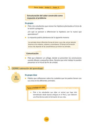 Comunicación
En grupo clase
	 Pídeles que reflexionen sobre los cuidados que los padres tienen con
sus crías en los diferentes animales.
	 Pide que elaboren un collage, donde se presenten las conclusiones
usando dibujos y pequeñas ideas. Recalca que este trabajo lo pueden
presentar en el mural de fin de unidad.
10
minutos
CIERRE (valoración del aprendizaje)
3.
	 Pide a los estudiantes que elijan un animal que haya sido
domesticado desde épocas antiguas en el Perú y que elaboren
una ficha técnica sobre la formación de sus crías.
Tarea a trabajar en casa
En grupos
	 Pide a los estudiantes que revisen las hipótesis planteadas al inicio de
la sesión y pregunta:
	 ¿En qué se parecen o diferencian la hipótesis con lo nuevo que
aprendieron?
	 La repuesta podría plantearse de la siguiente manera:
Los animales tienen diferentes formas de tener a sus crías, así por ejemplo
tenemos a los vivíparos, ovíparos y ovovivíparos. El tiempo de formación
de las crías depende de las características que tienen los animales.
Estructuración del saber construido como
respuesta al problema
Tercer Grado - Unidad 5 - Sesión 15
136
Z_U5_INTEGRADOS_3er grado26-06_Pg21-238.indd 136 30/06/15 02:29
 