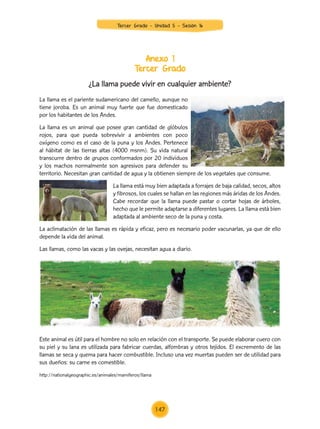 Anexo 1
Tercer Grado
La llama es el pariente sudamericano del camello, aunque no
tiene joroba. Es un animal muy fuerte que fue domesticado
por los habitantes de los Andes.
La llama es un animal que posee gran cantidad de glóbulos
rojos, para que pueda sobrevivir a ambientes con poco
oxígeno como es el caso de la puna y los Andes. Pertenece
al hábitat de las tierras altas (4000 msnm). Su vida natural
transcurre dentro de grupos conformados por 20 individuos
y los machos normalmente son agresivos para defender su
territorio. Necesitan gran cantidad de agua y la obtienen siempre de los vegetales que consume.
La llama está muy bien adaptada a forrajes de baja calidad, secos, altos
y fibrosos, los cuales se hallan en las regiones más áridas de los Andes.
Cabe recordar que la llama puede pastar o cortar hojas de árboles,
hecho que le permite adaptarse a diferentes lugares. La llama está bien
adaptada al ambiente seco de la puna y costa.
La aclimatación de las llamas es rápida y eficaz, pero es necesario poder vacunarlas, ya que de ello
depende la vida del animal.
Las llamas, como las vacas y las ovejas, necesitan agua a diario.
Este animal es útil para el hombre no solo en relación con el transporte. Se puede elaborar cuero con
su piel y su lana es utilizada para fabricar cuerdas, alfombras y otros tejidos. El excremento de las
llamas se seca y quema para hacer combustible. Incluso una vez muertas pueden ser de utilidad para
sus dueños: su carne es comestible.
http://nationalgeographic.es/animales/mamiferos/llama
¿La llama puede vivir en cualquier ambiente?
Tercer Grado - Unidad 5 - Sesión 16
147
Z_U5_INTEGRADOS_3er grado26-06_Pg21-238.indd 147 30/06/15 02:29
 