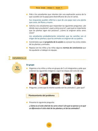 En grupo
	 Organiza a los niños y niñas en grupos de 5 o 6 integrantes y pide que
ordenen las siguientes imágenes según las etapas del ciclo de vida.
	 Pregunta: ¿crees que lo mismo suceda con los animales?, ¿por qué?
	 Presenta la siguiente pregunta:
	 ¿ Cómo es el ciclo vital de los seres vivos? ¿En qué se parece y en qué
se diferencia el ciclo vital de las plantas y el de los animales?
70
minutos
DESARROLLO
2.
Planteamiento del problema
	 Pide a los estudiantes que intenten dar una explicación acerca de lo
que sucedió con la papa para diversificarse de una en varias.
	 Sus respuestas pueden referirse a que de una papa nace una planta
que crece, da flores y muere.
	 Solicita a los estudiantes que respondan las siguientes preguntas: ¿de
dónde nace una planta?, ¿qué y cómo ocurre?, ¿por qué es importante
que las plantas sigan ese proceso?, ¿cómo se originan otros seres
vivos?
	 Los estudiantes probablemente comenten que las semillas son el
origen de las plantas y que los animales se originan de sus padres.
	 Coméntales que el propósito de la sesión es conocer los ciclos vitales
de las plantas y animales.
	 Repasa con los niños y las niñas algunas normas de convivencia que
los ayudarán a trabajar en equipo.
Tercer Grado - Unidad 5 - Sesión 17
152
Z_U5_INTEGRADOS_3er grado26-06_Pg21-238.indd 152 30/06/15 02:30
 