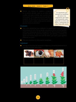 Realiza una lectura en cadena y pregunta:
en el primer párrafo, ¿qué es un ciclo vital?,
¿cuáles son esos cambios que ocurren en los
seres vivos? En el segundo y tercer párrafo: ¿la
duración de los ciclos es la misma para todos
los seres vivos?, ¿estos ciclos ocurren tanto en
plantas como en animales?
En grupos
	 Pide a los estudiantes que elaboren un organizador visual en el que
comuniquen el ciclo vital ya sea de una planta o de un animal (puedes
pedir que cada grupo decida o designarlo tú). Para orientar el trabajo
puedes plantear las siguientes preguntas: ¿en plantas y animales se
siguen las mismas etapas del ciclo de vida?, ¿por qué?, ¿qué significa
entonces un ciclo?
	 Pide que socialicen la información recopilada.
Individual:
	 Entrega en una hoja las siguientes imágenes y comenta brevemente el
ciclo vital de estos seres vivos :
Es importante que
durante los momentos
de lectura nos
aseguremos que todos
los estudiantes estén
siguiendo la lectura del
texto y subrayando las
ideas clave del mismo.
Tercer Grado - Unidad 5 - Sesión 17
154
Z_U5_INTEGRADOS_3er grado26-06_Pg21-238.indd 154 30/06/15 02:30
 