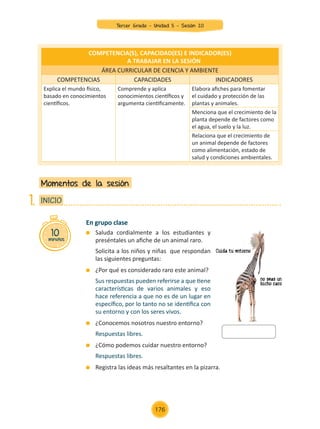En grupo clase
	 Saluda cordialmente a los estudiantes y
preséntales un afiche de un animal raro.
	 Solicita a los niños y niñas que respondan
las siguientes preguntas:
	 ¿Por qué es considerado raro este animal?
	 Sus respuestas pueden referirse a que tiene
características de varios animales y eso
hace referencia a que no es de un lugar en
específico, por lo tanto no se identifica con
su entorno y con los seres vivos.
	 ¿Conocemos nosotros nuestro entorno?
	 Respuestas libres.
	 ¿Cómo podemos cuidar nuestro entorno?
	 Respuestas libres.
	 Registra las ideas más resaltantes en la pizarra.
Momentos de la sesión
10
minutos
INICIO
1.
COMPETENCIA(S), CAPACIDAD(ES) E INDICADOR(ES)
A TRABAJAR EN LA SESIÓN
ÁREA CURRICULAR DE CIENCIA Y AMBIENTE
COMPETENCIAS CAPACIDADES INDICADORES
Explica el mundo físico,
basado en conocimientos
científicos.
Comprende y aplica
conocimientos científicos y
argumenta cientificamente.
Elabora afiches para fomentar
el cuidado y protección de las
plantas y animales.
Menciona que el crecimiento de la
planta depende de factores como
el agua, el suelo y la luz.
Relaciona que el crecimiento de
un animal depende de factores
como alimentación, estado de
salud y condiciones ambientales.
Tercer Grado - Unidad 5 - Sesión 20
176
Z_U5_INTEGRADOS_3er grado26-06_Pg21-238.indd 176 30/06/15 02:30
 