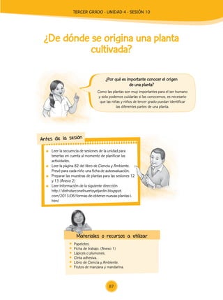 Leer la secuencia de sesiones de la unidad para
tenerlas en cuenta al momento de planificar las
actividades.
	 Leer la página 82 del libro de Ciencia y Ambiente.
Prevé para cada niño una ficha de autoevaluación.
	 Preparar las muestras de plantas para las sesiones 12
y 13 (Anexo 2)
	 Leer información de la siguiente dirección
	http://disfrutarconelhuertoyeljardin.blogspot.
com/2013/06/formas-de-obtener-nuevas-plantas-i.
html
Antes de la sesión
¿De dónde se origina una planta
cultivada?
	Papelotes.
	 Ficha de trabajo. (Anexo 1)
	 Lápices o plumones.
	 Cinta adhesiva.
	 Libro de Ciencia y Ambiente.
	 Frutos de manzana y mandarina.
Materiales o recursos a utilizar
Como las plantas son muy importantes para el ser humano
y solo podemos cuidarlas si las conocemos, es necesario
que las niñas y niños de tercer grado puedan identificar
las diferentes partes de una planta.
¿Por qué es importante conocer el origen
de una planta?
87
TERCER Grado - Unidad 4 - Sesión 10
Z_U5_INTEGRADOS_3er grado26-06_Pg21-238.indd 87 30/06/15 02:28
 