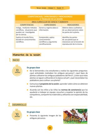 En grupo clase
	 Da la bienvenida a los estudiantes y realiza las siguientes preguntas:
¿qué actividades realizaban los antiguos peruanos?, ¿qué tipos de
plantas cultivaron los antiguos pobladores del Perú?, ¿crees que estas
plantas se siguen cultivando en la época actual?, ¿qué necesitaban los
pobladores para cultivar una planta?
	 Comunica el propósito de la sesión: aprender sobre cómo se obtienen
nuevas plantas.
	 Acuerda con los niños y las niñas las normas de convivencia que los
ayudarán a trabajar en equipo: escuchar y respetar la opinión de los
compañeros,compartirlosmaterialesyutilizarlosconresponsabilidad,
etc.
Momentos de la sesión
10
minutos
INICIO
1.
COMPETENCIA(S), CAPACIDAD(ES) E INDICADOR(ES)
A TRABAJAR EN LA SESIÓN
ÁREA CURRICULAR DE CIENCIA Y AMBIENTE
COMPETENCIAS CAPACIDADES INDICADORES
Indaga, mediante métodos
científicos, situaciones que
pueden ser investigadas
por la ciencia.
Genera y registra datos e
información.
Obtiene datos cualitativos
de sus observaciones sobre
las partes de la planta.
Explica el mundo físico,
basado en conocimientos
científicos.
Comprende y aplica
conocimientos
científicos y argumenta
científicamente.
Identifica las partes
de una planta que se
relacionan con la función de
reproducción de la misma.
En grupo clase
	 Presenta la siguiente imagen de los
antiguos peruanos.
70
minutos
DESARROLLO
2.
88
Tercer Grado - Unidad 5 - Sesión 10
Z_U5_INTEGRADOS_3er grado26-06_Pg21-238.indd 88 30/06/15 02:28
 