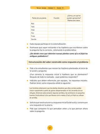 Cada equipo participa en la sistematización.
	 Promueve que vayan revisando si las hipótesis que escribieron sobre
la pregunta fue la correcta , retomando la problemática:
	 ¿De dónde crees que obtenían nuevas plantas como ají o el frijol los
antiguos pobladores?
	 Pide a los estudiantes que revisen las hipótesis planteadas al inicio de
la sesión y pregunta:
	 ¿Fue correcta la respuesta inicial o hipótesis que se plantearon?
Después de todo lo realizado, ¿qué podemos responder?
	 Indícales que deben reformular, por equipos, las repuestas iniciales.
Podrían tener como respuesta válida la siguiente:
	 Solicitaquereestructurensurespuestainicial(ladelaula)y consensuen
una respuesta en la pizarra.
	 Pide que comparen lo que pensaban antes y lo que piensan ahora
sobre la pregunta.
Partes de una planta Función
¿Cómo y en qué se
pueden aprovechar?
Plantea dos casos.
Raíz
Tallo
Hoja
Flor
Fruto
Semilla
Estructuración del saber construido como respuesta al problema
Los hombres observaron que las plantas silvestres que ellos comían podían
crecer nuevamente a partir de granos desparramados en las cercanías de sus
refugios. Entonces seleccionaron algunas semillas y las sembraron en pequeños
huertos (horticultura) a los que libraron de la maleza. El ají y el frijol se cultivan
de semillas.
91
Tercer Grado - Unidad 5 - Sesión 10
Z_U5_INTEGRADOS_3er grado26-06_Pg21-238.indd 91 30/06/15 02:28
 