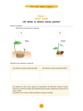 Anexo 1
Tercer Grado
¿De dónde se obtiene nuevas plantas?
Nombre y apellidos:……………………………………………………………………................………………………………
Describe lo que observas y responde
Describe lo que observas y responde
A B
Papa Frejol
¿De dónde ha nacido la planta de papa? ¿De dónde ha nacido la planta del frijol?
Las plantas son seres vivos capaces de reproducirse de diferentes maneras. Pueden
hacerlo por medio de semillas, pero también pueden hacerlo extrayendo una parte de sus
raíces o tallos.
Las plantas como el ají y el frijol se obtienen a través de semillas.
93
Tercer Grado - Unidad 5 - Sesión 10
Z_U5_INTEGRADOS_3er grado26-06_Pg21-238.indd 93 6/07/15 16:44
 