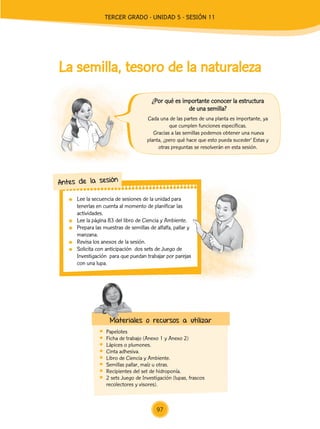 Lee la secuencia de sesiones de la unidad para
tenerlas en cuenta al momento de planificar las
actividades.
	 Lee la página 83 del libro de Ciencia y Ambiente.
	 Prepara las muestras de semillas de alfalfa, pallar y
manzana.
	 Revisa los anexos de la sesión.
	 Solicita con anticipación dos sets de Juego de
Investigación para que puedan trabajar por parejas
con una lupa.
Antes de la sesión
La semilla, tesoro de la naturaleza
	Papelotes
	 Ficha de trabajo (Anexo 1 y Anexo 2)
	 Lápices o plumones.
	 Cinta adhesiva.
	 Libro de Ciencia y Ambiente.
	 Semillas pallar, maíz u otras.
	 Recipientes del set de hidroponía.
	 2 sets Juego de Investigación (lupas, frascos
recolectores y visores).
Materiales o recursos a utilizar
Cada una de las partes de una planta es importante, ya
que cumplen funciones específicas.
Gracias a las semillas podemos obtener una nueva
planta, ¿pero qué hace que esto pueda suceder’ Estas y
otras preguntas se resolverán en esta sesión.
¿Por qué es importante conocer la estructura
de una semilla?
97
TERCER Grado - Unidad 5 - Sesión 11
Z_U5_INTEGRADOS_3er grado26-06_Pg21-238.indd 97 30/06/15 02:28
 