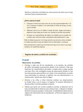 Solicita su atención y bríndales las instrucciones de cómo usar la lupa
mientras haces la demostración.
¿Cómo usamos la lupa?
•	 Coloquen el lente de la lupa cerca de sus ojos (aproximadamente a 10
cm) y coloquen el objeto a  ser examinado en frente de la lupa, en este
caso la semilla.
•	 Observen cómo se ve el objeto a través del lente. Vayan acercando y
alejando la lupa hasta que la vean con claridad (la semilla más grande).
•	 Si logran ver características del objeto con detalles que no pueden ver
a simple vista, entonces están manipulando adecuadamente la  lupa.
Nota: la distancia para ver con la lupa varía de una persona a otra y el ajuste
se realiza acercando la lupa del objeto hacia el observador o viceversa.
Recomendaciones: evitar tocar los lentes de la lupa con la mano o que haga
contacto con superficies ásperas.
En grupo
Observamos las semillas:
	 Entrega a cada uno de los estudiantes, o en parejas, las semillas
de pallar (remojadas previamente desde el día anterior). Pide que
observen las características del pallar a simple vista y luego usando
una lupa. Para ello, entrégales la guía de observación (Anexo 1). Lee
las instrucciones para clarificar sus dudas. Si los estudiantes no están
muy entrenados en observar y registrar, haz una demostración y a
continuación, solicita que ellos lo hagan.
	 Orienta a los niños y niñas mientras realizan sus observaciones
(a simple vista y con la lupa) y el registro. Si tuvieran dificultad en
descascarillar la semilla ayúdales a hacerlo.
	 Pídeles que abran con mucho cuidado la semilla, la observen con la
lupa considerando la distancia para enfocar bien y dibujen al detalle.
Durante el proceso puedes ir evaluando la habilidad de observación y
registro de información de los estudiantes. La ficha de registro es una
evidencia.
Registro de datos y análisis de resultados
102
Tercer Grado - Unidad 5 - Sesión 11
Z_U5_INTEGRADOS_3er grado26-06_Pg21-238.indd 102 6/07/15 16:58
 