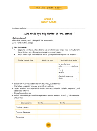 Anexo 1
Tercer Grado
¿Qué crees que hay dentro de una semilla?
Nombre y apellidos:……………………………………………………………………................………………………………
¿Qué necesitamos?
Semillas de pallares y maíz (remojadas con anticipación).
Lupas y cinta métrica o regla.
¿Cómo lo hacemos?
	 •	 Coge una  semilla de pallar, observa sus características a simple vista  (color, tamaño,
	 forma, textura, etc.). Dibuja tus observaciones en el cuadro.
	 •	 Ahora  usa la lupa  para observar, dibuja  y completa la descripción  de la semilla
•	 Extrae con mucho cuidado la cáscara del pallar, ¿qué observas?
•	 Usa la lupa para poder observar la semilla sin cubierta.
•	 Separa la semilla en dos partes (de manera vertical) con mucho cuidado, ¿se puede?, ¿qué
observas al interior?
•	 Dibuja lo que observas.
•	 Realiza los mismos procedimientos pero esta vez con la semilla de maíz. ¿Qué diferencias
encuentras?
Semilla a simple vista Semilla con lupa Descripción de la semilla
La semilla tiene
color__________, su forma
es _________________
y es de
tamaño________________.
Cuando la tocamos se
siente_______________.
Observaciones Semilla Semilla
Contiene cáscara
Presenta divisiones
Es carnosa
106
Tercer Grado - Unidad 5 - Sesión 11
Z_U5_INTEGRADOS_3er grado26-06_Pg21-238.indd 106 30/06/15 02:29
 