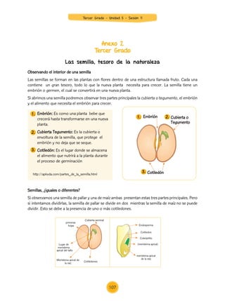 Anexo 2
Tercer Grado
Las semilla, tesoro de la naturaleza
Observando el interior de una semilla
Las semillas se forman en las plantas con flores dentro de una estructura llamada fruto. Cada una
contiene un gran tesoro, todo lo que la nueva planta necesita para crecer. La semilla tiene un
embrión o germen, el cual se convertirá en una nueva planta.
Si abrimos una semilla podremos observar tres partes principales la cubierta o tegumento, el embrión
y el alimento que necesita el embrión para crecer.
Semillas, ¿iguales o diferentes?
Si observamos una semilla de pallar y una de maíz ambas presentan estas tres partes principales. Pero
si intentamos dividirlas, la semilla de pallar se divide en dos mientras la semilla de maíz no se puede
dividir. Esto se debe a la presencia de uno o más cotiledones.
http://apkxda.com/partes_de_la_semilla.html
Embrión: Es como una planta bebe que
crecerá hasta transformarse en una nueva
planta.
Cubierta Tegumento: Es la cubierta o
envoltura de la semilla, que protege el
embrión y no deja que se seque.
Cotiledón: Es el lugar donde se almacena
el alimento que nutrirá a la planta durante
el proceso de germinación
Cotiledón
Embrión Cubierta o
Tegumento
1.
1.
2.
2.
3.
3.
primeras
hojas
Lugar de
meristema
apical del tallo
Meristema apical de
la raíz
Cotilédones
Cubierta seminal
Endosperma
Cotiledon
Coleóptilio
(meristema apical)
meristema apical
de la raíz
107
Tercer Grado - Unidad 5 - Sesión 11
Z_U5_INTEGRADOS_3er grado26-06_Pg21-238.indd 107 6/07/15 17:08
 
