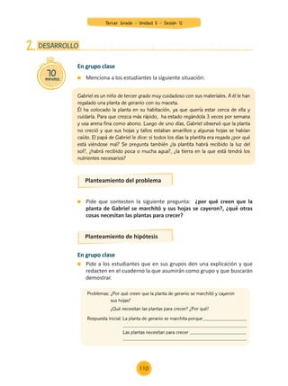 En grupo clase
	 Pide a los estudiantes que en sus grupos den una explicación y que
redacten en el cuaderno la que asumirán como grupo y que buscarán
demostrar.
	 Pide que contesten la siguiente pregunta: ¿por qué creen que la
planta de Gabriel se marchitó y sus hojas se cayeron?, ¿qué otras
cosas necesitan las plantas para crecer?
Planteamiento de hipótesis
Planteamiento del problema
Gabriel es un niño de tercer grado muy cuidadoso con sus materiales. A él le han
regalado una planta de geranio con su maceta.
Él ha colocado la planta en su habitación, ya que quería estar cerca de ella y
cuidarla. Para que crezca más rápido, ha estado regándola 3 veces por semana
y usa arena fina como abono. Luego de uno días, Gabriel observó que la planta
no creció y que sus hojas y tallos estaban amarillos y algunas hojas se habían
caído. El papá de Gabriel le dice: si todos los días la plantita era regada ¿por qué
está viéndose mal? Se pregunta también ¿la plantita habrá recibido la luz del
sol?, ¿habrá recibido poca o mucha agua?, ¿la tierra en la que está tendrá los
nutrientes necesarios?
	 Menciona a los estudiantes la siguiente situación:
70
minutos
DESARROLLO
2.
En grupo clase
Problemas: ¿Por qué creen que la planta de geranio se marchitó y cayeron
sus hojas?
	 ¿Qué necesitan las plantas para crecer? ¿Por qué?
Respuesta inicial: La planta de geranio se marchita porque
		 Las plantas necesitan para crecer
Tercer Grado - Unidad 5 - Sesión 12
110
Z_U5_INTEGRADOS_3er grado26-06_Pg21-238.indd 110 30/06/15 02:29
 