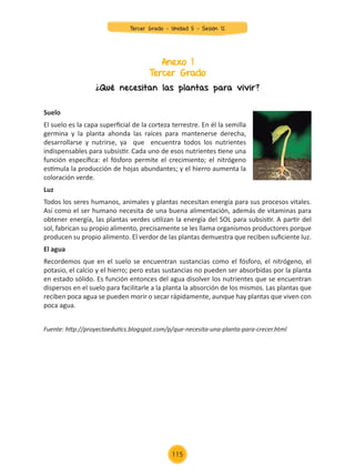 Anexo 1
Tercer Grado
¿Qué necesitan las plantas para vivir?
Suelo
El suelo es la capa superficial de la corteza terrestre. En él la semilla
germina y la planta ahonda las raíces para mantenerse derecha,
desarrollarse y nutrirse, ya que encuentra todos los nutrientes
indispensables para subsistir. Cada uno de esos nutrientes tiene una
función específica: el fósforo permite el crecimiento; el nitrógeno
estimula la producción de hojas abundantes; y el hierro aumenta la
coloración verde.
Luz
Todos los seres humanos, animales y plantas necesitan energía para sus procesos vitales.
Así como el ser humano necesita de una buena alimentación, además de vitaminas para
obtener energía, las plantas verdes utilizan la energía del SOL para subsistir. A partir del
sol, fabrican su propio alimento, precisamente se les llama organismos productores porque
producen su propio alimento. El verdor de las plantas demuestra que reciben suficiente luz.
El agua
Recordemos que en el suelo se encuentran sustancias como el fósforo, el nitrógeno, el
potasio, el calcio y el hierro; pero estas sustancias no pueden ser absorbidas por la planta
en estado sólido. Es función entonces del agua disolver los nutrientes que se encuentran
dispersos en el suelo para facilitarle a la planta la absorción de los mismos. Las plantas que
reciben poca agua se pueden morir o secar rápidamente, aunque hay plantas que viven con
poca agua.
Fuente: http://proyectoedutics.blogspot.com/p/que-necesita-una-planta-para-crecer.html
Tercer Grado - Unidad 5 - Sesión 12
115
Z_U5_INTEGRADOS_3er grado26-06_Pg21-238.indd 115 30/06/15 02:29
 
