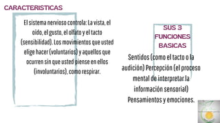Sentidos(comoeltactoola
audición)Percepción(elproceso
mentaldeinterpretarla
informaciónsensorial)
Pensamientosyemociones.
CARACTERISTICAS
SUS 3
FUNCIONES
BASICAS
Elsistemanerviosocontrola:Lavista,el
oído,elgusto,elolfatoyeltacto
(sensibilidad).Losmovimientosqueusted
eligehacer(voluntarios)yaquellosque
ocurrensinqueustedpienseenellos
(involuntarios),comorespirar.
 