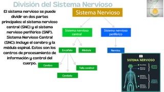 División del Sistema Nervioso
El sistema nervioso se puede
dividir en dos partes
principales: el sistema nervioso
central (SNC) y el sistema
nervioso periférico (SNP).
Sistema Nervioso Central
(SNC): Incluye el cerebro y la
médula espinal. Estos son los
centros de procesamiento de
información y control del
cuerpo.
 