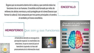 Órganoqueseencuentradentrodelacabezayquecontrolatodaslas
funcionesdeunserhumano.Elencéfaloestáformadopormilesde
millonesdecélulasnerviosasyestáprotegidoporelcráneo(huesosque
formanlacabeza).Estácompuestoportrespartesprincipales:elcerebro,
elcerebeloyeltroncoencefálico.
ENCEFALO
HEMISFERIOS Que son y sus funciones
elhemisferioderechoseencargadela
percepciónespacial,lacreatividadylas
emociones,loqueesesencialparael
hemisferioizquierdoalahoradel
procesamientodelainformaciónvisual.
 