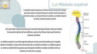 La Médula espinal
Lamédulaespinalconectaelcerebroconlosnerviosdelamayor
partedelcuerpo.Estopermitequeelcerebroenvíemensajesal
restodelcuerpo.Laredqueformanelcerebroylamédulaespinal
sellamasistemanerviosocentral
eslapartedelsistemanerviosoquetransmitemensajesdesdeyhastaelcerebro.
Seencuentradentrodelasvértebras,quesonlosdiscosóseosqueformanla
columnavertebral.
Lamédulaespinalesuntubolargoformadopornerviosquedesciendenporlaespalda
desdeelencéfaloatravésdelcentrohuecodesucolumnavertebral.Lamédulaespinal
escomouncableeléctricogruesoquetransportaseñalesenambossentidosentresu
cerebroyelrestodesucuerpo.
 