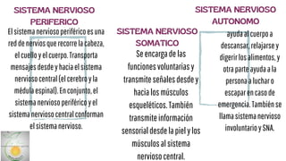 ayudaalcuerpoa
descansar,relajarsey
digerirlosalimentos,y
otraparteayudaala
personaalucharo
escaparencasode
emergencia.Tambiénse
llamasistemanervioso
involuntarioySNA.
SISTEMA NERVIOSO
PERIFERICO
Elsistemanerviosoperiféricoesuna
reddenerviosquerecorrelacabeza,
elcuelloyelcuerpo.Transporta
mensajesdesdeyhaciaelsistema
nerviosocentral(elcerebroyla
médulaespinal).Enconjunto,el
sistemanerviosoperiféricoyel
sistemanerviosocentralconforman
elsistemanervioso.
SISTEMA NERVIOSO
SOMATICO
SISTEMA NERVIOSO
AUTONOMO
Seencargadelas
funcionesvoluntariasy
transmiteseñalesdesdey
hacialosmúsculos
esqueléticos.También
transmiteinformación
sensorialdesdelapielylos
músculosalsistema
nerviosocentral.
 