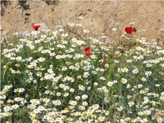 Sesion micosis consenso 2016