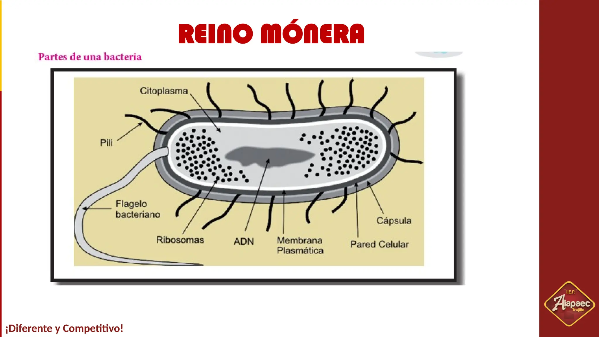 SESION Nº03-REINO MONERA.pptxSESION Nº03-REINO MONERA.pptx