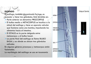 SesionN05Sistemadigestivodelosnematodos (1).pdf