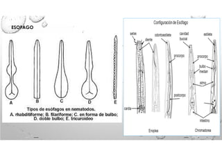 SesionN05Sistemadigestivodelosnematodos (1).pdf
