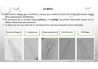 SesionN05Sistemadigestivodelosnematodos (1).pdf