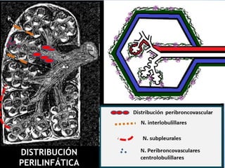 DISTRIBUCIÓN
PERILINFÁTICA
 