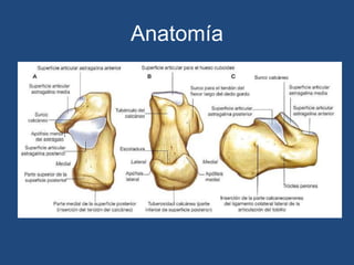 Anatomía
 