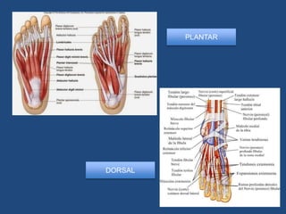 PLANTAR
DORSAL
 