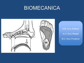 BIOMECANICA
A-B: Arco Anterior
A-C: Arco Medial
B-C: Arco Posterior
 