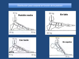 Distribución peso corporal en función de la posición
 
